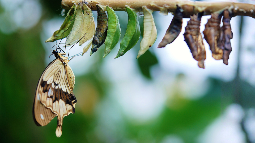 How to Capture Your Evolution — One Entry at a Time